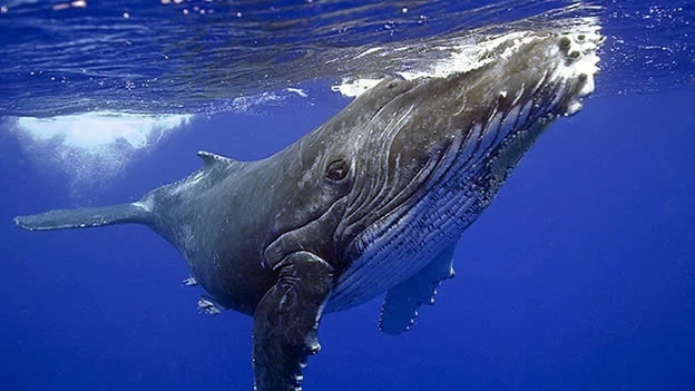 Ballena jorobada emergiendo del agua en la Bahía de Samaná