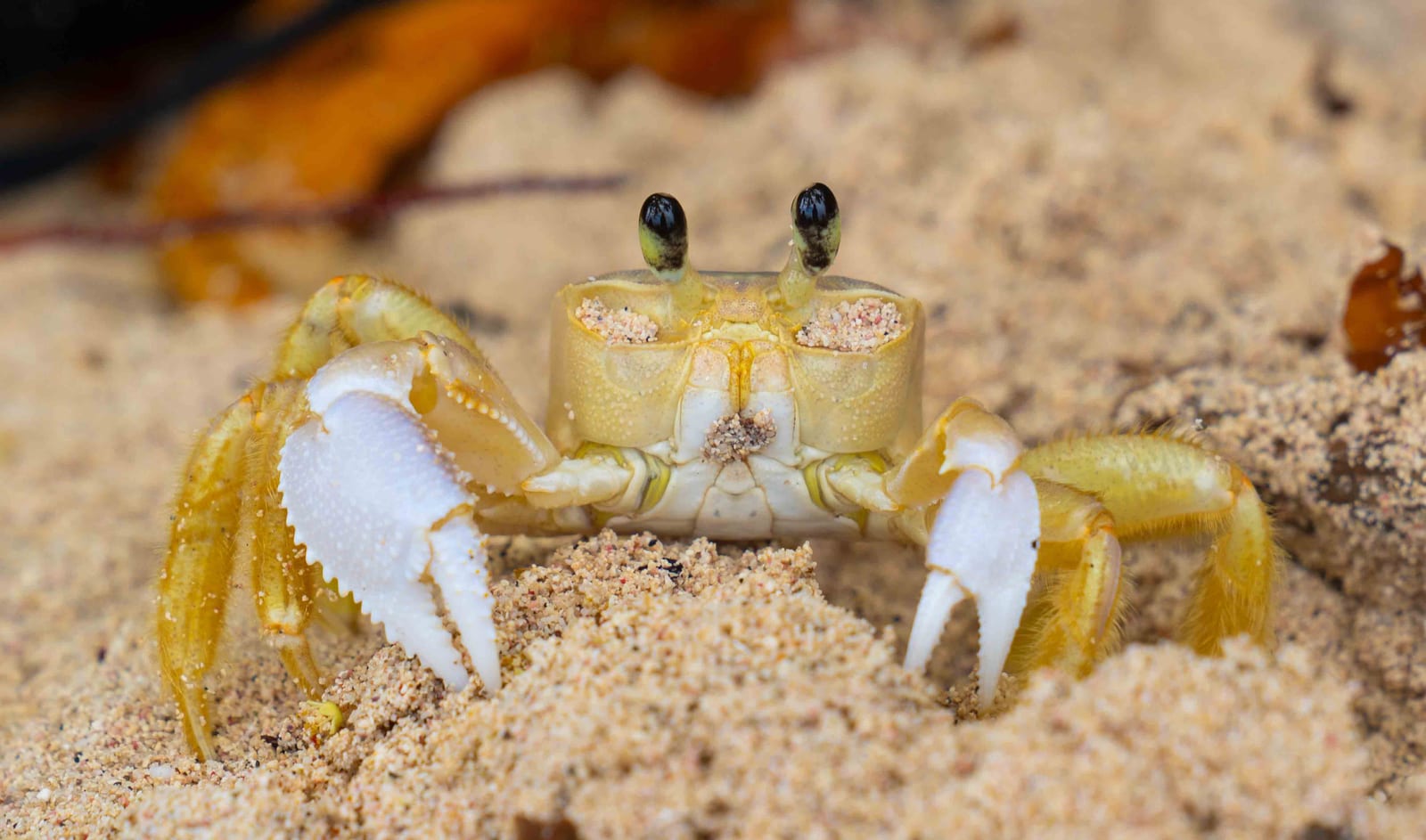 Playa Frontón - vista 13